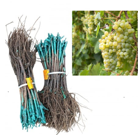 Angéla zöldessárga csemegeszőlő fajta, oltott , szabad gyoker [1]