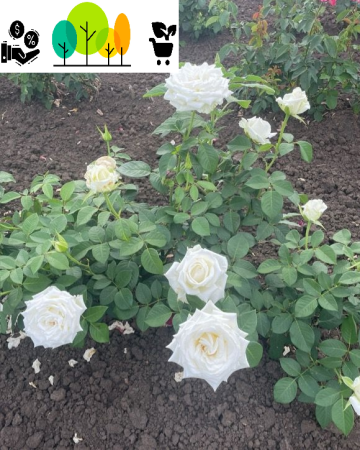 Cristal fehér teahibrid rózsa ,szabad gyökér (14) [1]