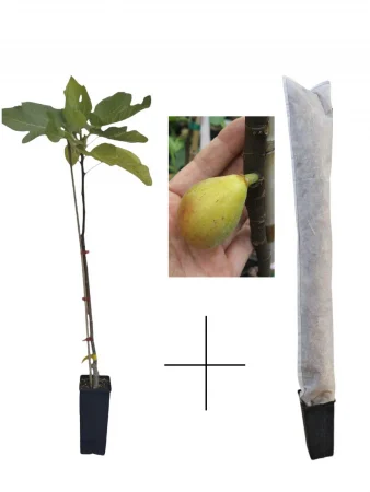 Füge a gyümölcsön, Gentil Bianco 40-70 cm +téli védőfólia ajándékba [1]