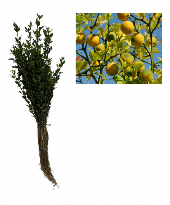 Fagyálló citrom 10 cm, Poncirus Trifoliata, szabadgyökér [1]
