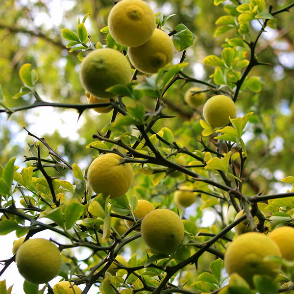 Fagyálló citrom Poncirus Trifoliata 80-120 cm,5 ev, Flying Dragon [1]