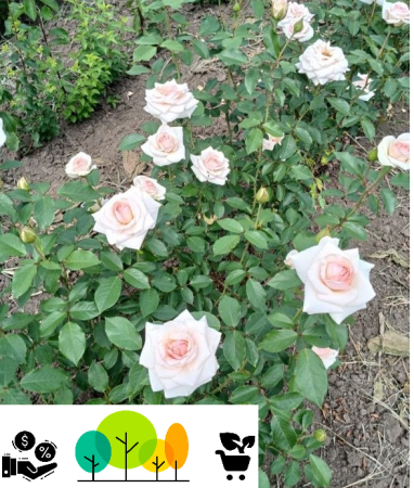 Fehér futórózsa szabad gyökér (52) [1]