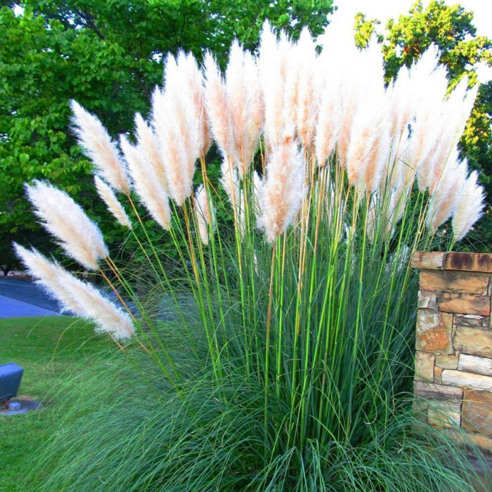 https://gomagcdn.ro/domains2/planteieftine.ro/files/product/original/iarba-de-pampas-alba-cortaderia-selloana-479403.jpg|https://gomagcdn.ro/domains2/planteieftine.ro/files/product/original/iarba-de-pampas-alba-cortaderia-selloana-412790.jpg [1]