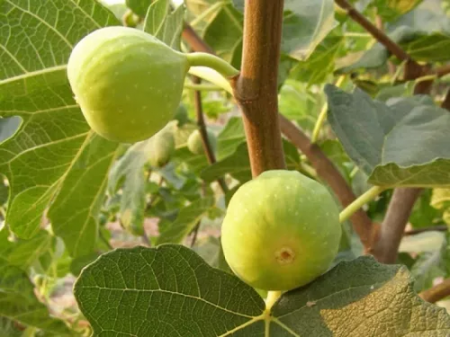 Ficus carica 'Mary Lane' Sarga-Zold fügefajta,10 cm, cserepes [1]