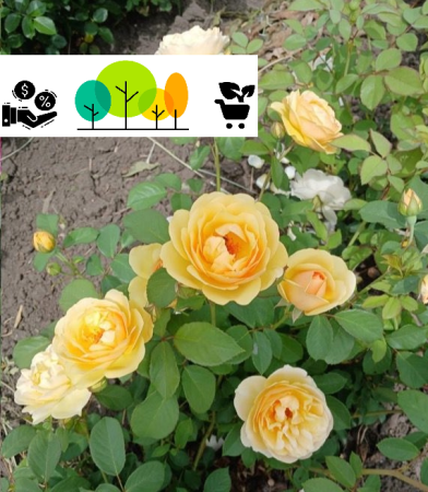 Graham Thomas sárga futórózsa ,szabad gyökér (55) [1]