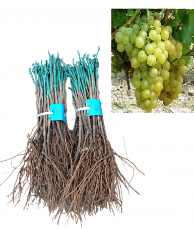 Irsai Oliver  sárgászöld csemegeszőlő dugványok, szbad gyoker [1]