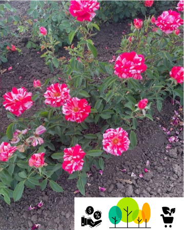 Julio fehér–rózsaszín teahibrid rózsa  , szabad gyökér (5) [1]