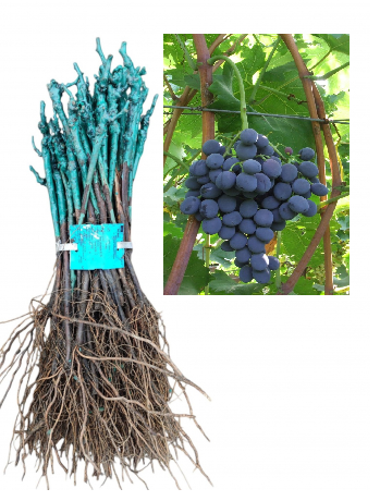 Moldova fekete csemegeszőlő fajta, oltott , szabad gyoker [1]