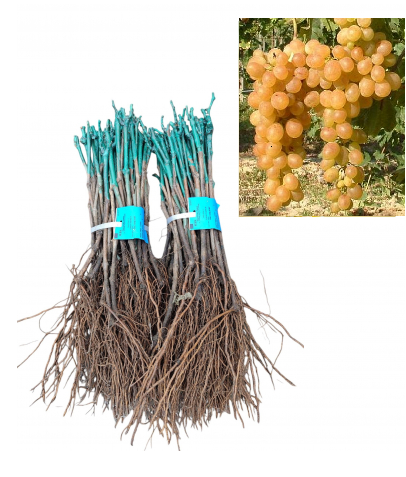  Narancs ízű szőlő csemegeszőlő fajta oltott, szabad gyoker [1]