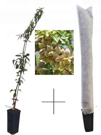 Öntermékeny mandula Avijor 80-100 cm + téli védőfólia ajándékba [1]