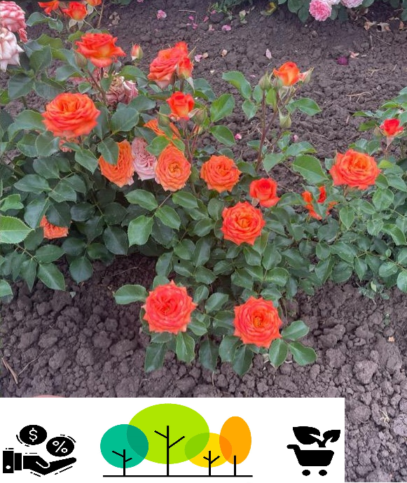 Porto Parc piros rózsa , szabad gyökér (25) [1]