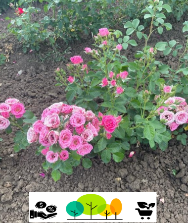 Rózsaszín törpe rózsa ,szabad gyökér ( 60 ) [1]