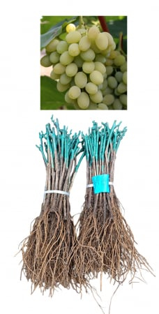 Victoria fehér csemegeszőlő fajta, oltott , szabad gyoker [1]