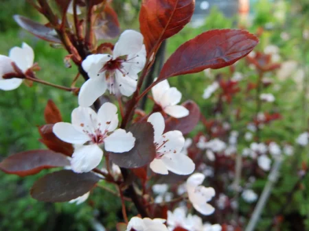 Vörös  levelű Díszszilva (Prunus cerasifera 'Nigra'), cserepben [1]