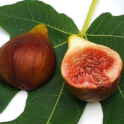 Gyümölcsfák - Ficus carica 'Brunswick'  lilásbarna  Füge ,30-50 cm , cserepes