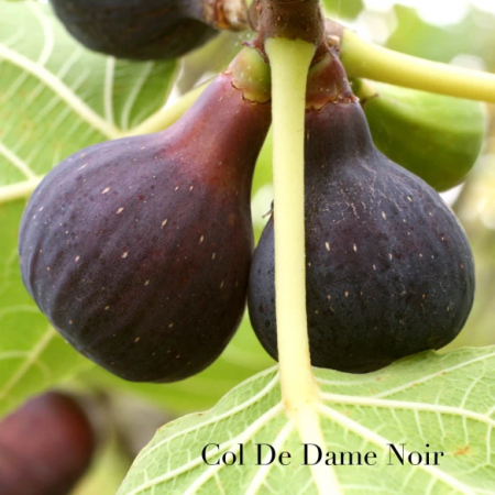 Gyümölcsfák - Ficus carica 'Col de Dame Noire lilla füge ,30-50 cm, cserepes