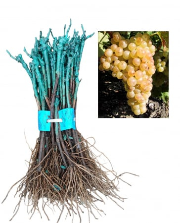 oltott csemegeszőlő - Chasselas fehér (Fehér saszla) sárgászöld csemegeszőlő,oltott, szabad gyoker