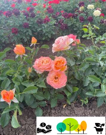 rózsa - Orange rózsa élénk narancssárga, szabad gyoker (29)