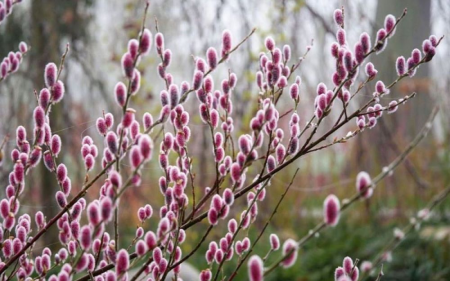 Dekoratív fák - Salix gracilistyla 'Melanostachys' fűzfa rózsaszín, cserepben