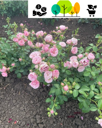 rózsa - Pomponella rózsaszín bokorrózsa, szabad gyoker (7)