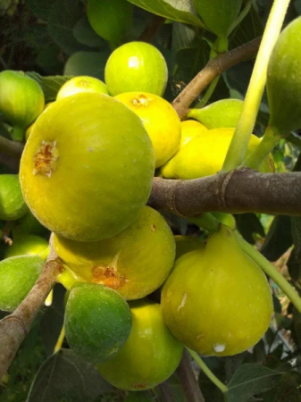 Gyümölcsfák - Ficus carica 'Goutte de Miel' aranysarga heju fügefajta,15-30 cm, cserepes