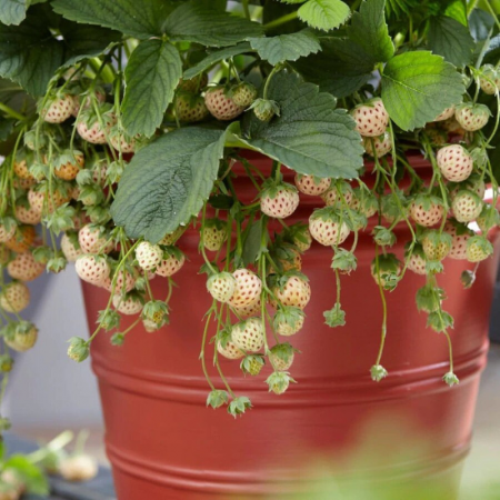 Gyümölcsfák - Pineberry 'Snow White'  fehér húsú eper, cserepben