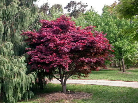 Minden termék - Acer palmatum 'Atropurpureum' japán juhar, cserepben