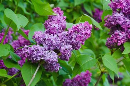 orgona - Syringa vulgaris 'Amethyst' lombhullató orgona, mély ibolyaszínű, cserepben