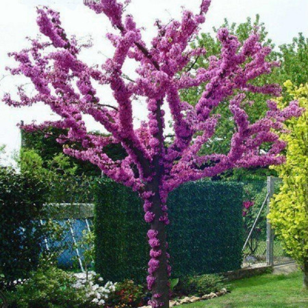 Dekoratív fák - Cercis siliquastrum  júdásfa rózsaszín-lilás, cserepben