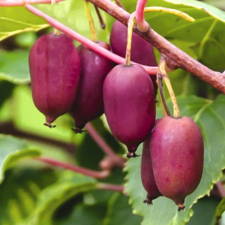 Dekoratív fák - Mini kiwi 'Scarlett September' (Actinidia arguta) 2 éves–cserepben
