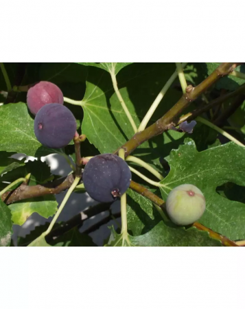 Gyümölcsfák - Ficus carica 'Sultane' sötétlila füge 15-30 cm, cserepes