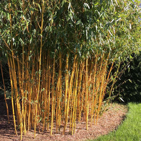 Sövény - Kerti bambusz – Phyllostachys aureocaulis 40-60 cm,sárgaszárú, hidegálló, sövény