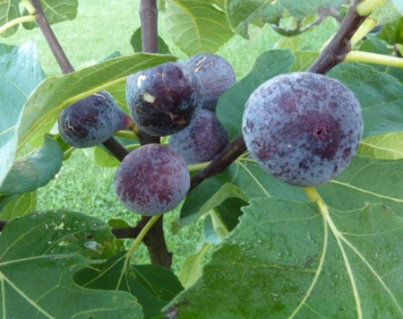 Gyümölcsfák - Ficus carica 'Pastiliere' hamvas lilla füge 15-30 cm, cserepes