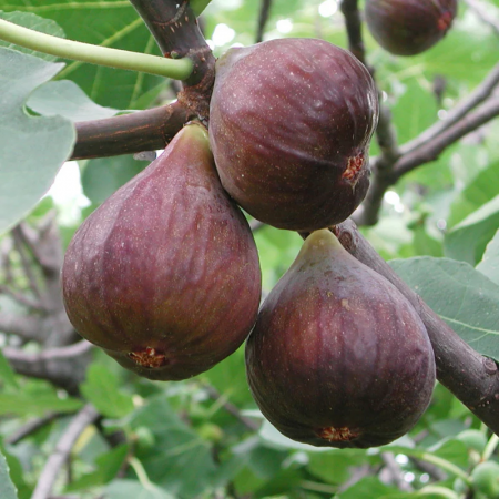 Gyümölcsfák - Ficus carica 'Grosse Grise'  szürkés-lilla héjú fügefajta ,10 cm , cserepes