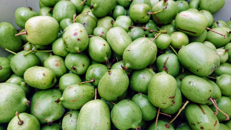 Termékek - Mini kiwi 'Kokuwa' (Actinidia arguta) zöld 2 éves–cserepben