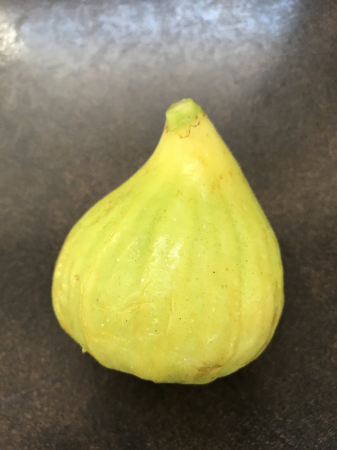 Gyümölcsfák - Ficus carica 'Blanche d'Argenteuil' Sargas-zöld héjú  fügefajta,40-60 cm, cserepes