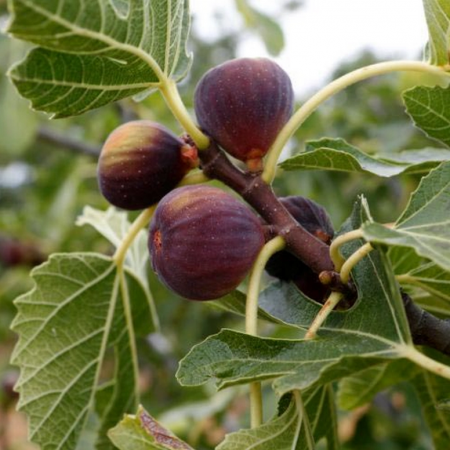 Gyümölcsfák - Ficus carica 'Brown Turkey'  barnás-lilás fügefajta,15-30 cm