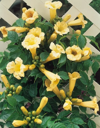 Termékek - Sárga Trombitafolyondár Flava(Campsis radicans ) , cserepben