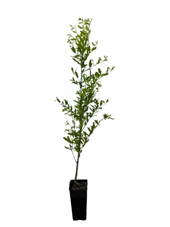 Minden termék - Punica granatum 'Acco' – Gránátalma 120-140 cm,téli védő ajándék