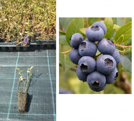 Áfonyak - Bluecrop áfonya , 1 eves, talcan