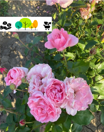 rózsa - Englend teahibrid  rózsaszín rózsa, szabad gyoker (24)