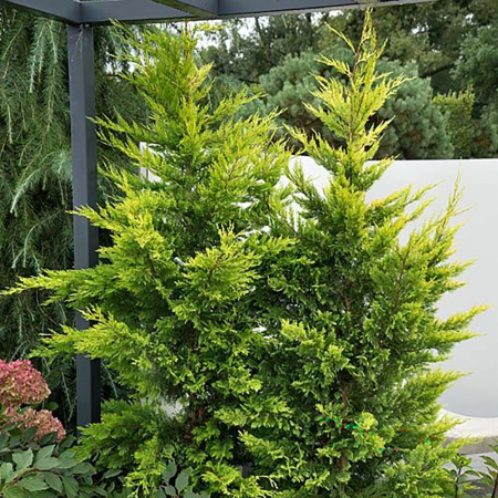 Sövény - Leylandii 'Castlewellan Gold' örökzöld hibrid tuja/ciprusféle, cserepben