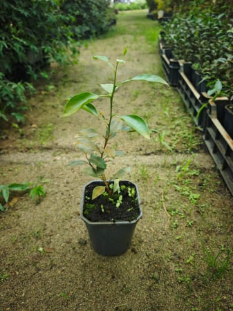 Yuzu citrom (Citrus junos) – fagyálló citrusféle 20-40 cm [1]