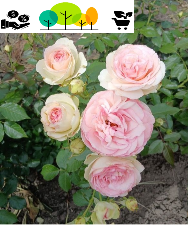 rózsabokor - Eden Rose (Pierre de Ronsard) krémfehér–rózsaszín ,futó-/kúszórózsa, szabad gyoker(43)