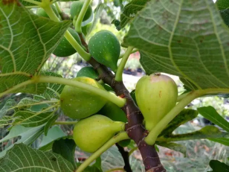 Gyümölcsfák - Ficus carica 'Marseillaise' zöldessárga fuge 30-50 cm, cserepes