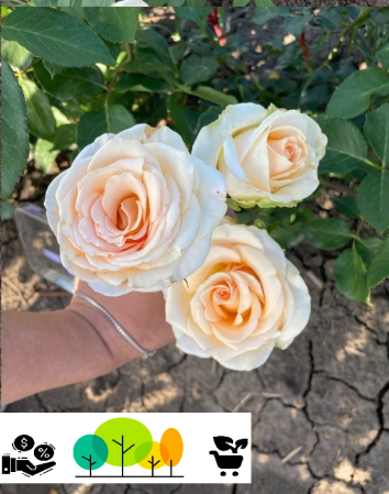 rózsa -  Versilia Krémszínű-barackos teahibrid rozsa, szabad gyoker (12)