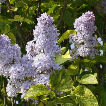 orgona - Syringa 'Aucubaefolia' lilla-feher orgona fajta,cserepben