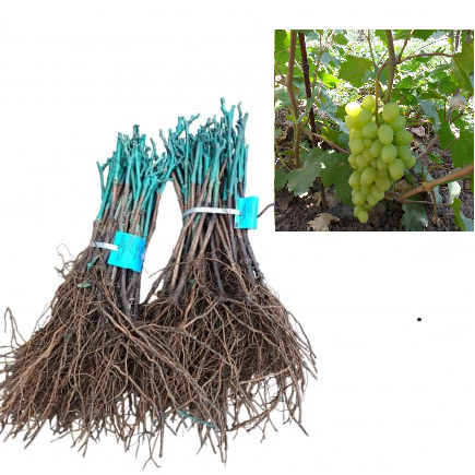 szőlő - Arkadia  fehér csemegeszőlő fajta, oltott , szabad gyoker