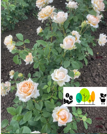 rózsa - A Casanova teahibrid rózsa fehér–világos rózsaszín , szabad gyökér (22)