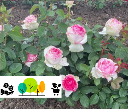 rózsa - Dolce Vita bokorrózsa ,szabad gyökér (39)